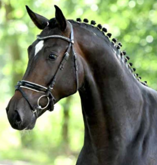 Famous Rubin Stallion